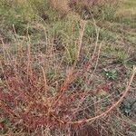 Indigofera arrecta 整株植物