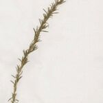 Bassia prostrata その他の提案