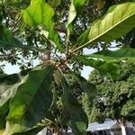 Anthocleista schweinfurthii पत्ता