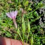 Crupina vulgaris Flor