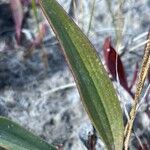 Plantago eriopoda Folha