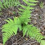 Dryopteris arguta Leaf