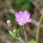 Epilobium parviflorumFlor