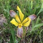 Iris variegata 花
