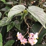 Begonia incarnata 葉