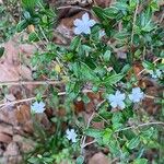 Buchozia japonica Flower