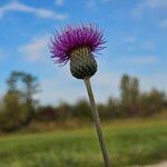 Cirsium canum പുഷ്പം