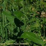 Crepis lampsanoides Leaf