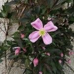 Clematis montana Flor