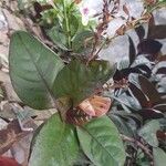 Pseuderanthemum carruthersii Leaf