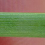 Juncus usitatus Azala