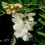 Robinia viscosa Kvet