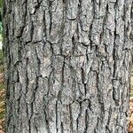 Quercus bicolor Bark