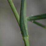 Reseda complicata Feuille