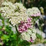 Mutellina adonidifolia 花