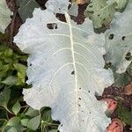 Crambe maritimaBlatt