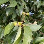 Quercus glauca Frukto