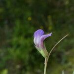 Lathyrus angulatus Květ