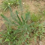 Plantago aristata Habit