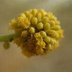 Acacia seyal Blüte