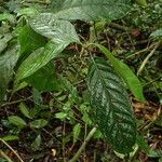 Psychotria alatipes Leaf