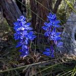 Thelymitra ixioidesBlomst