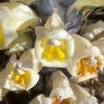 Cistanche phelypaea Квітка