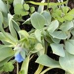 Mertensia maritima Leaf