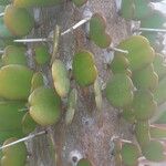 Alluaudia ascendens Hoja