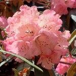 Rhododendron arboreum Blomst