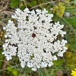 Daucus muricatus Fula