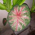 Caladium bicolor पत्ता