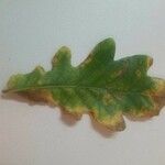 Quercus canariensis Leaf
