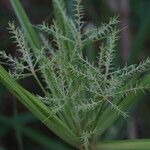 Cyperus odoratus Flor