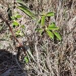 Melhania velutina Leaf