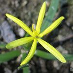 Heteranthera dubia Květ