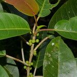 Ficus citrifolia Habitus