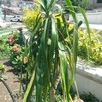 Yucca aloifolia Leaf