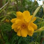 Cosmos sulphureusЦвят