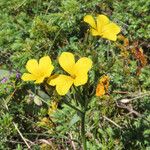 Linum capitatum Flor