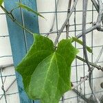 Thunbergia grandiflora Лист