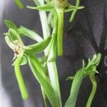 Habenaria alata その他の提案