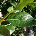 Sorbus chamaemespilus Folio