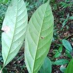 Talisia hexaphylla Blad