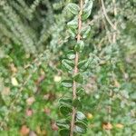 Cotoneaster integrifolius Blad