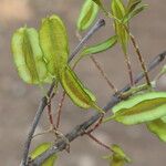 Combretum adenogonium Fruit