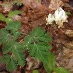 Dicentra canadensis Habit