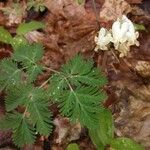 Dicentra canadensis आदत