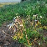 Conostomium quadrangulare Blomma