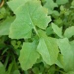 Lactuca muralis Blad